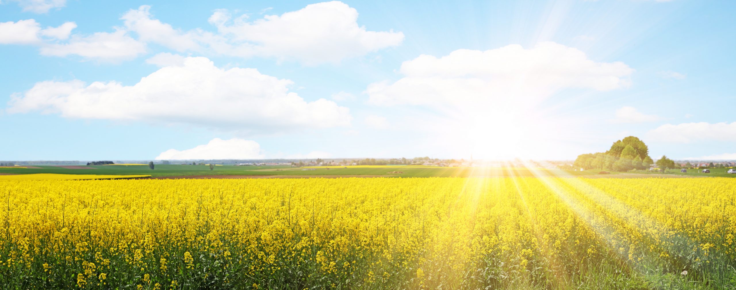 Rapsfeld Sommer Panorama