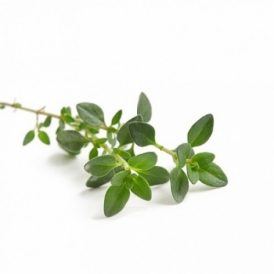 BIO Thymian (Thymus vulgaris L.) (10g)