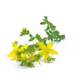 BIO Johanniskraut (Hyperici herba) (10g)
