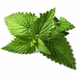 BIO Melissenblätter (Melissa officinalis L.) (10g)